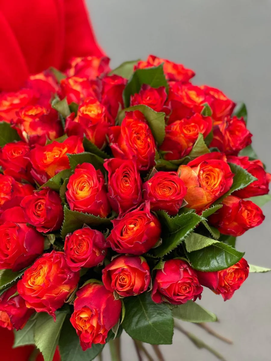 Роза сорта «Aтомик» — фото 1